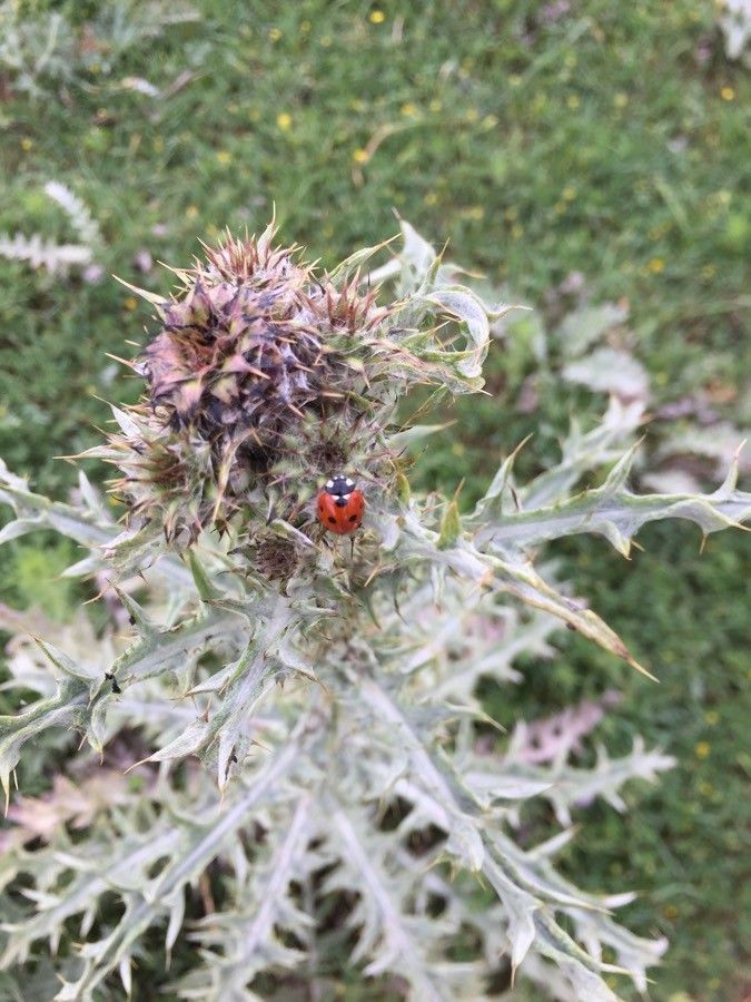 Gundelia tournefortii — houseplant care guide