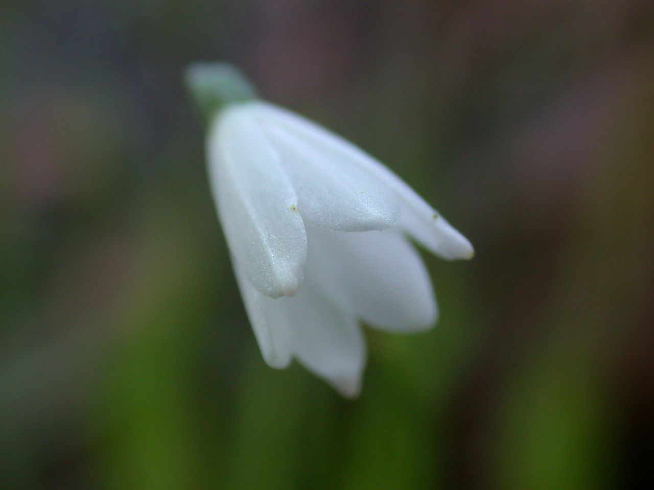 Acis longifolia — related species from the same genus