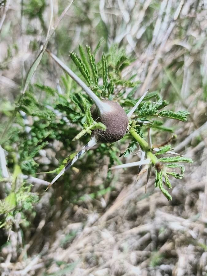 Acacia drepanolobium — search result for 'Vachellia'