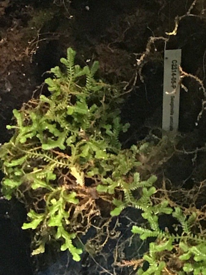 Selaginella uncinata leaf