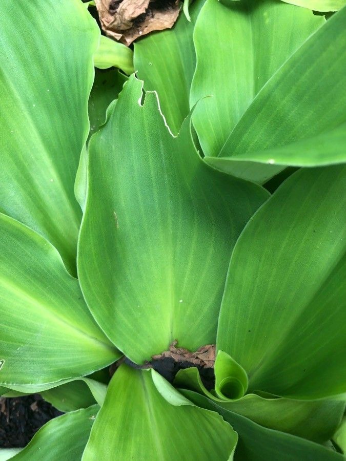 Kaempferia galanga — sleep aid houseplant