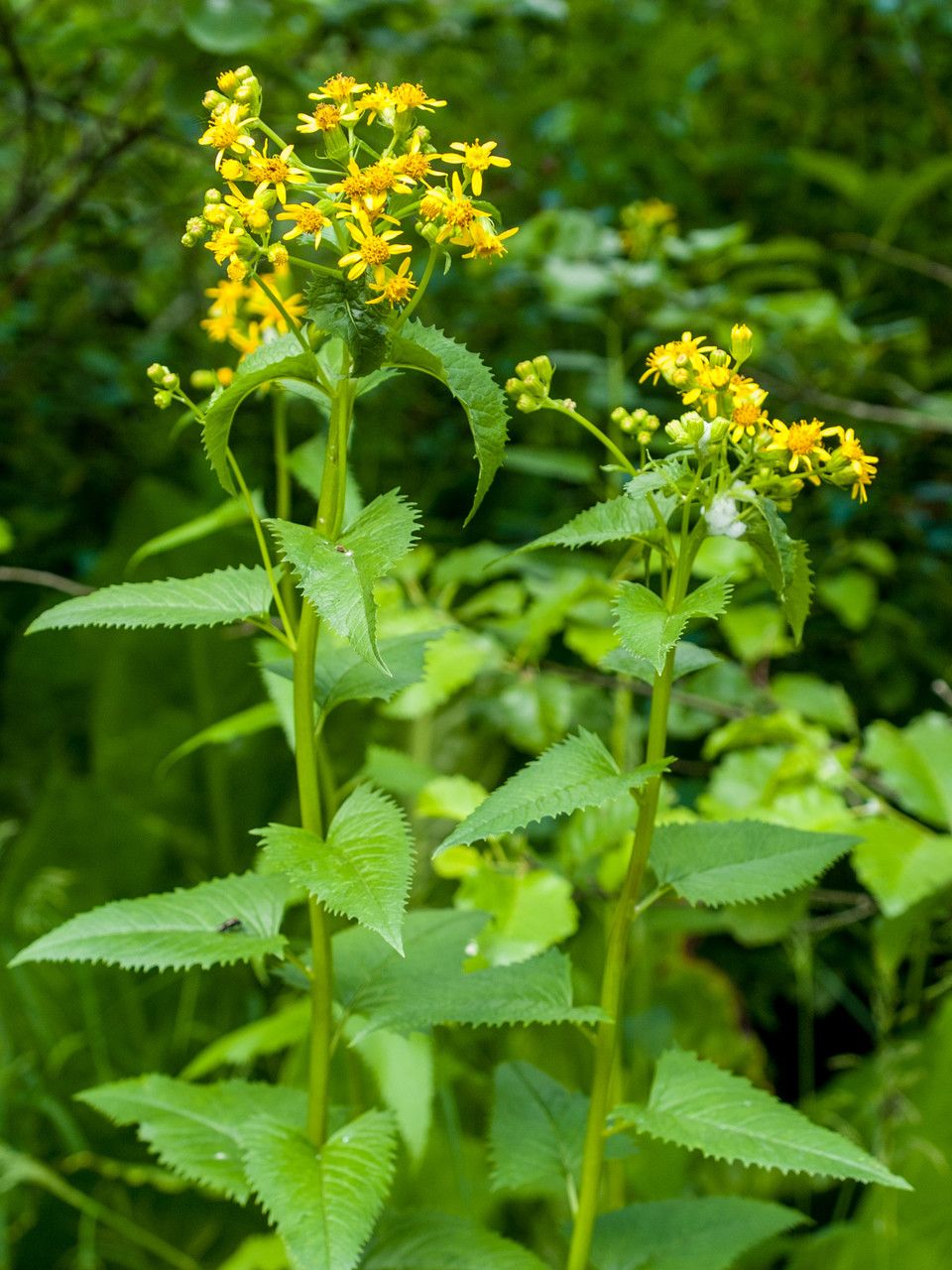 Senecio triangularis flower