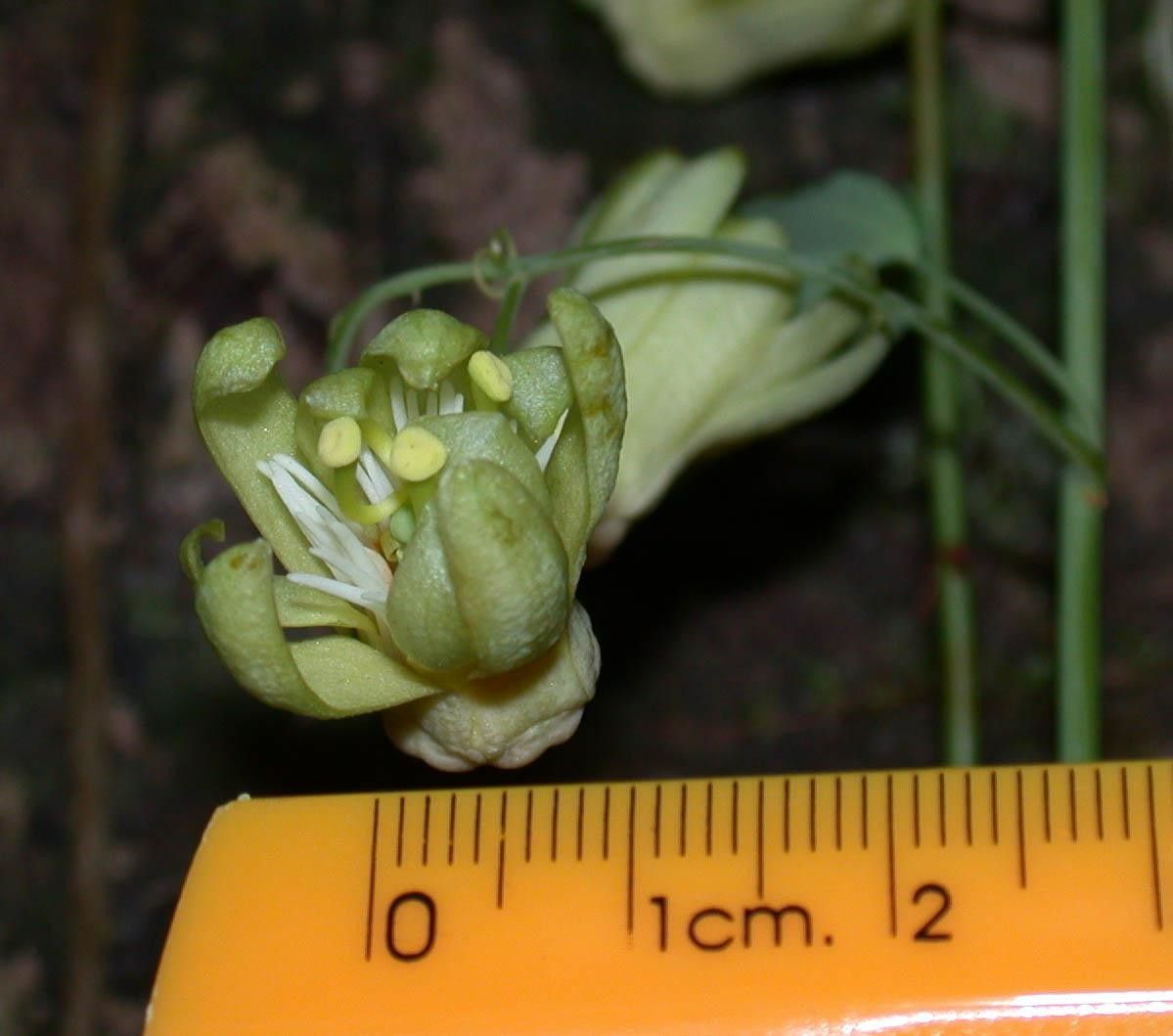 Passiflora arbelaezii flower