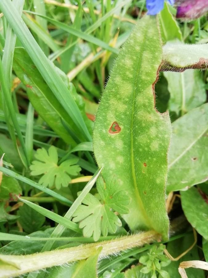 Pulmonaria longifolia leaf