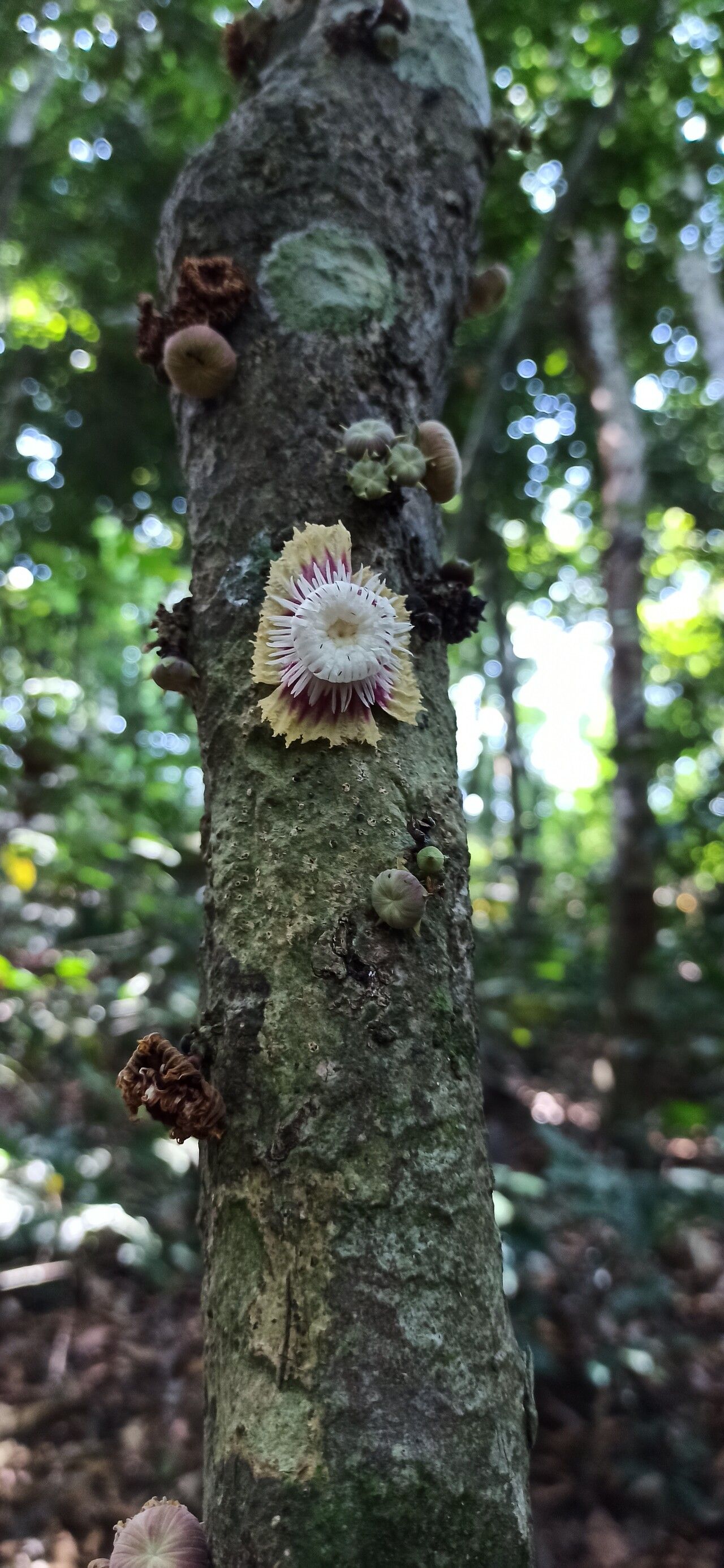 Napoleonaea angolensis bark