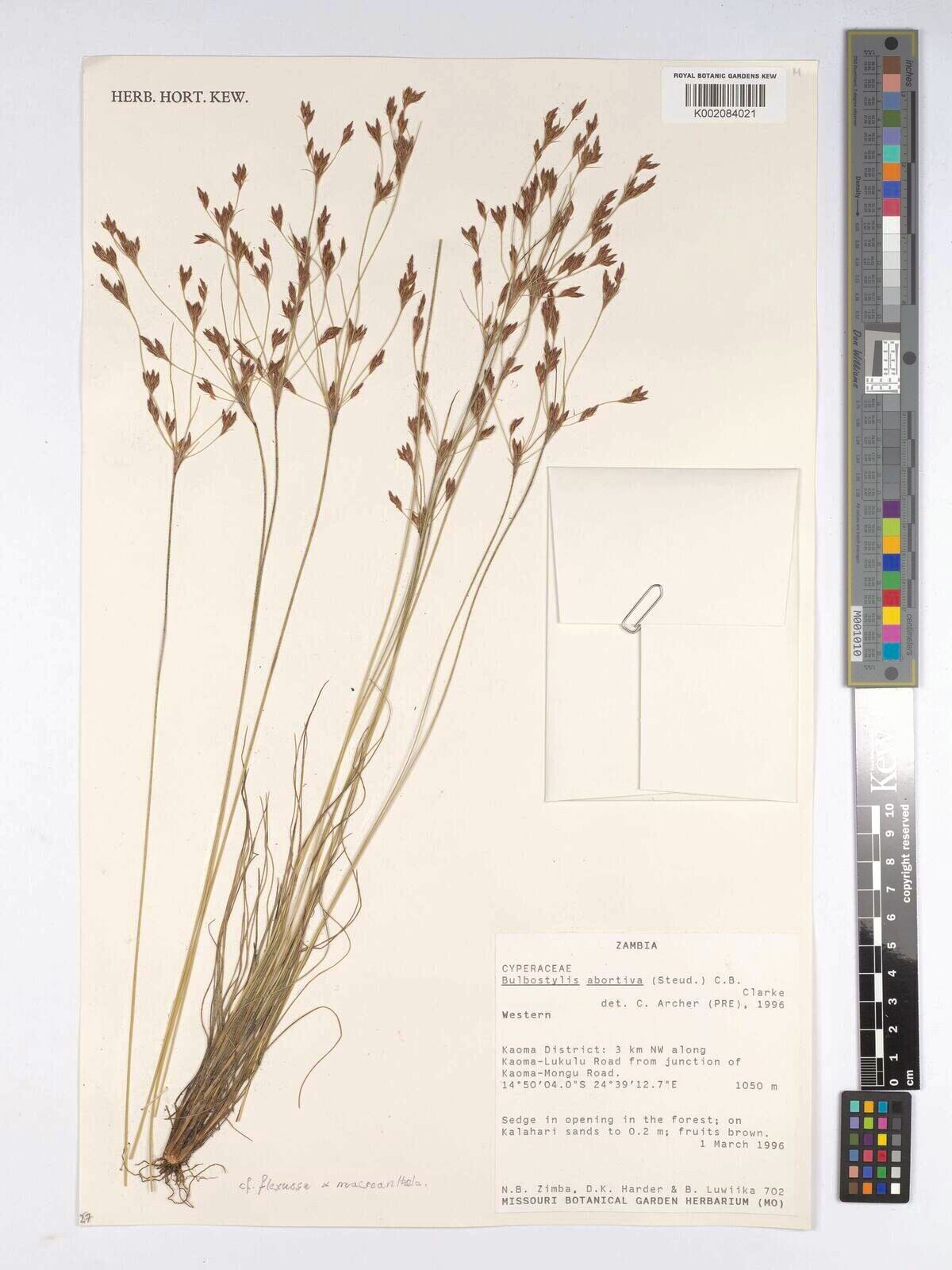 Bulbostylis flexuosa — houseplant care guide