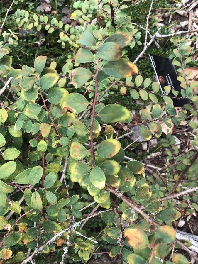 Spiraea myrtilloides — search result for 'Spiraea'