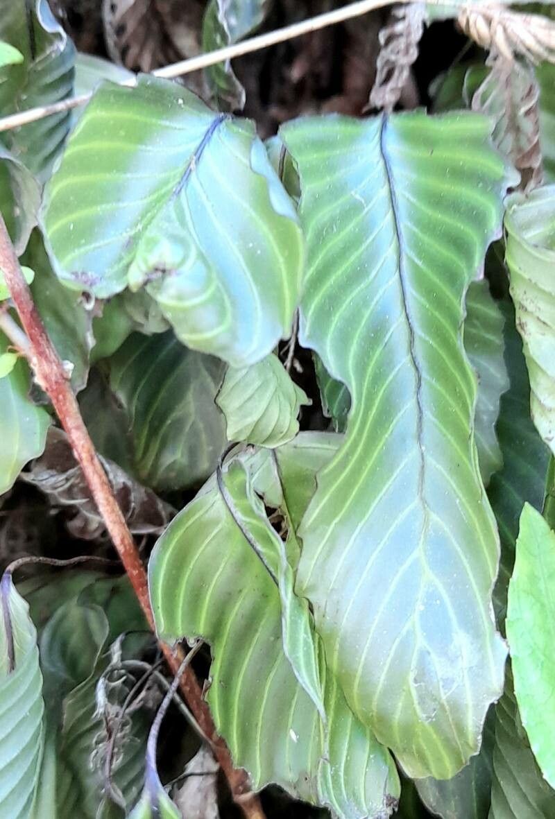 Hymenophyllum cruentum — houseplant care guide