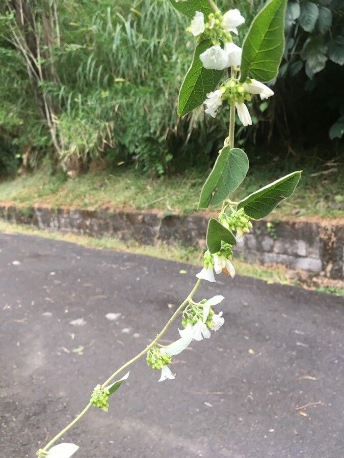 Convolvulus nodiflorus habit