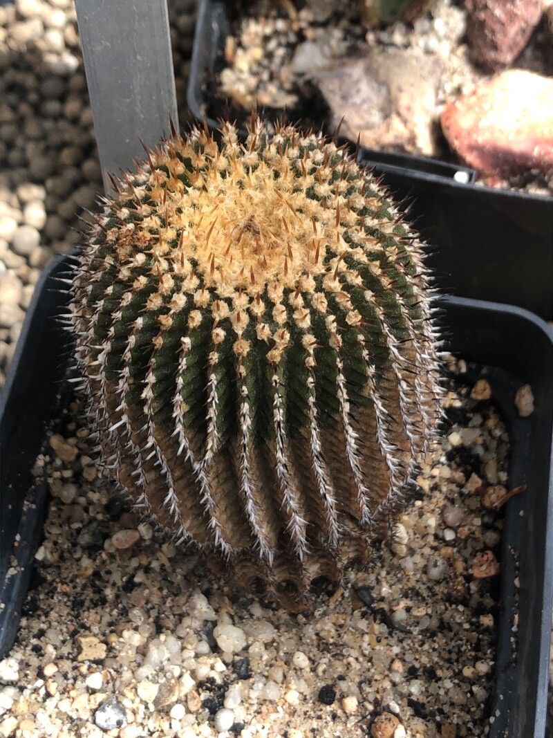 Uebelmannia gummifera — houseplant care guide