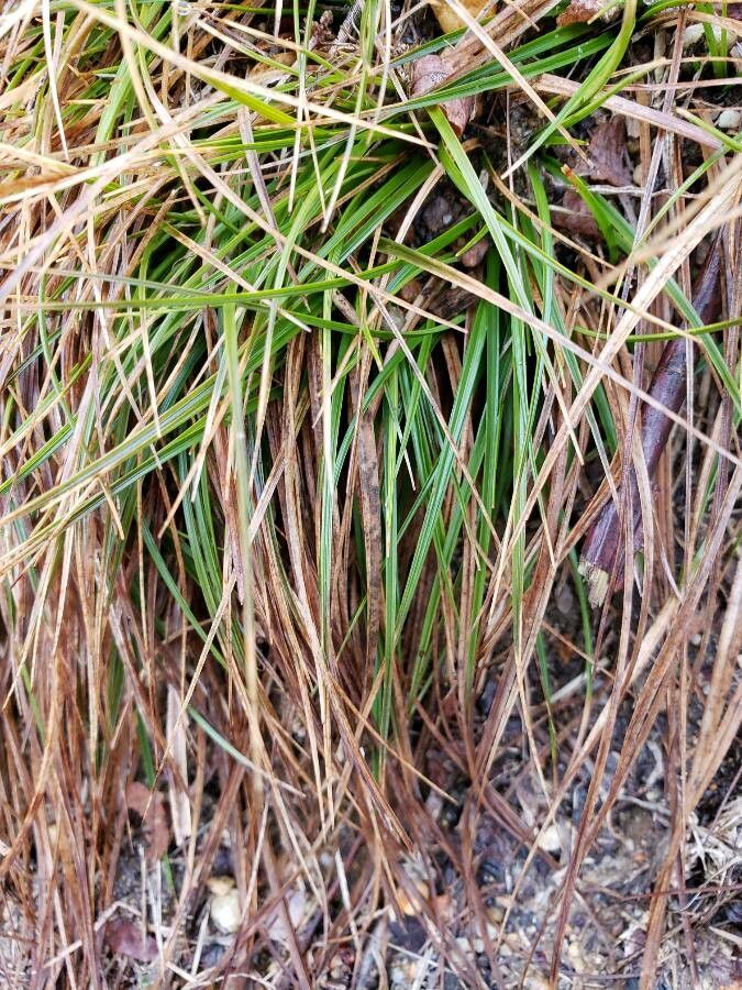 Carex pensylvanica — search result for 'Carex'