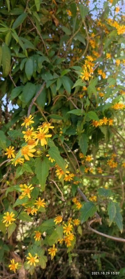 Calea pinnatifida leaf