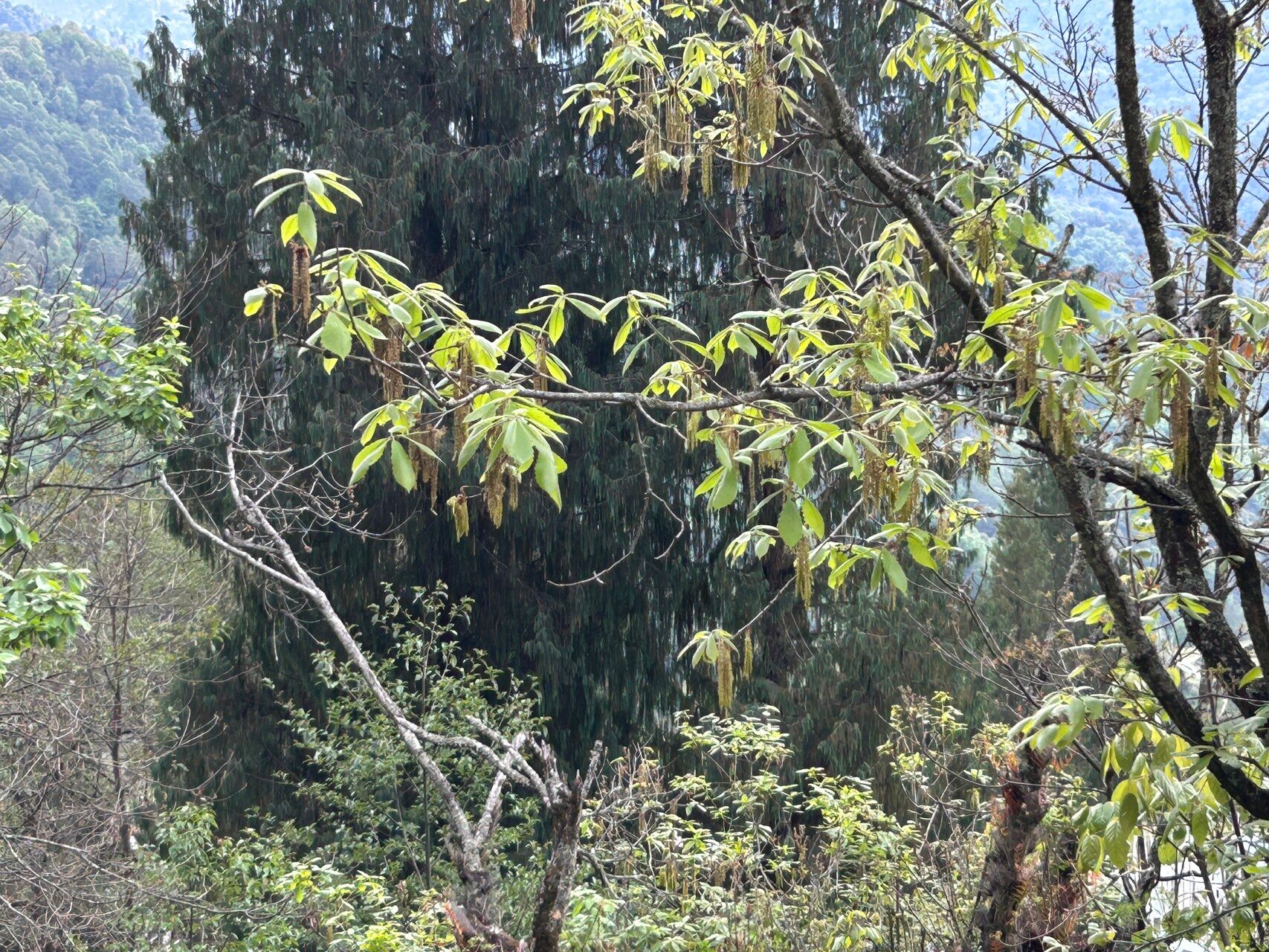 Quercus griffithii flower