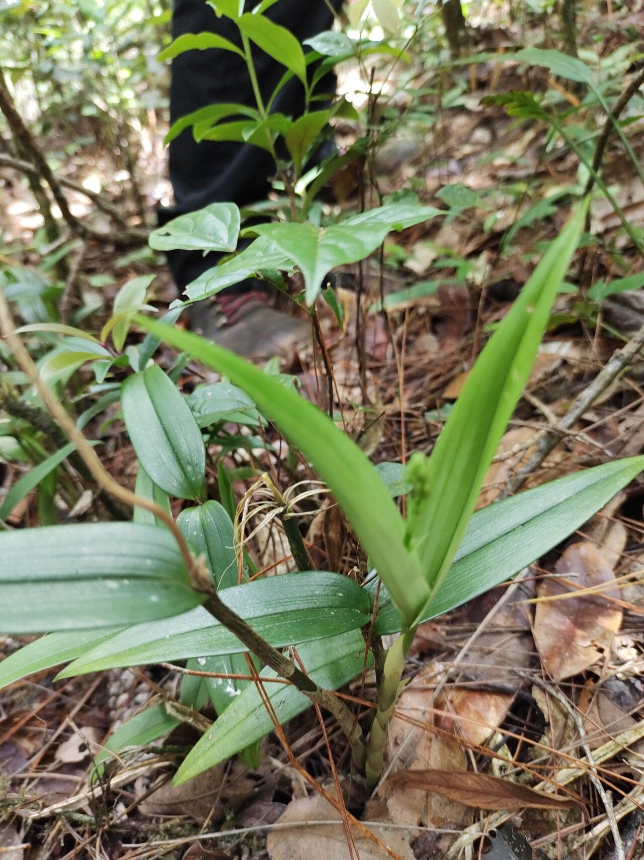 Liparis listeroides — houseplant care guide