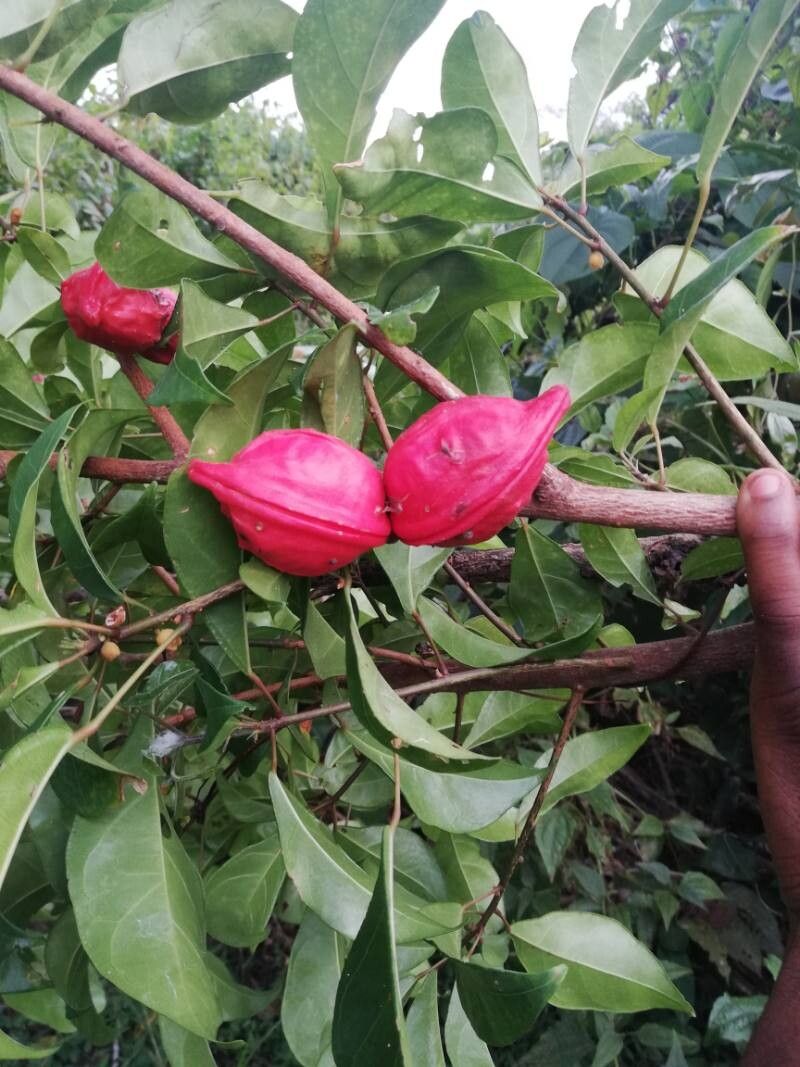 Cola gabonensis fruit