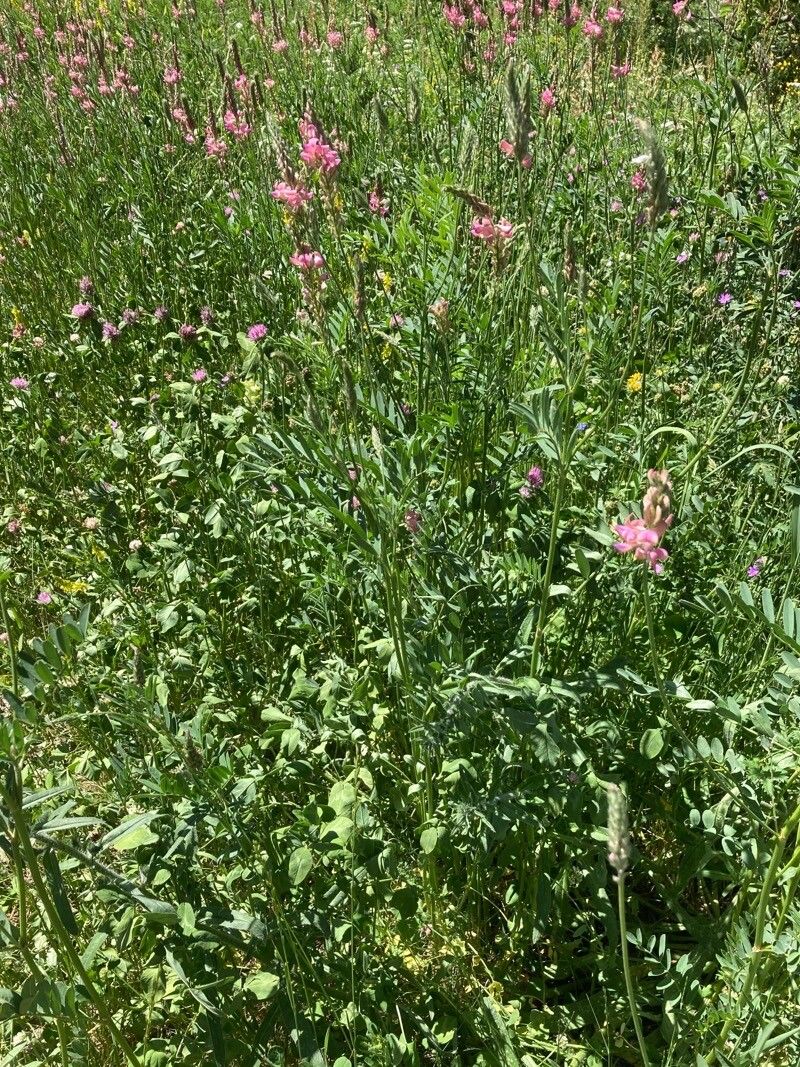 Onobrychis arenaria habit