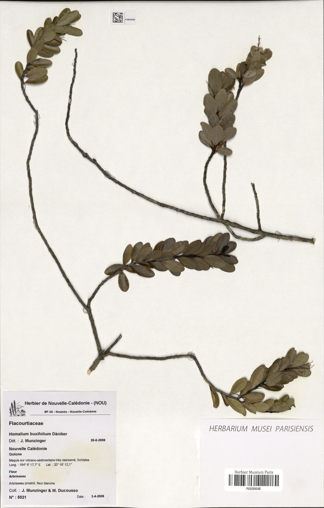 Homalium perrieri — houseplant care guide