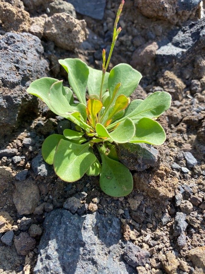 Limonium pectinatum — search result for 'Plumbaginaceae'