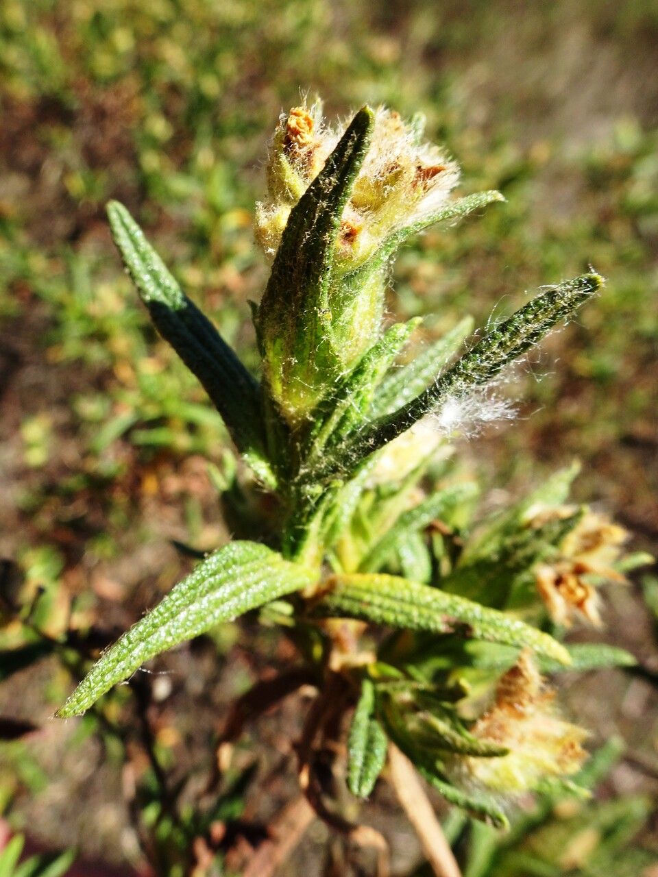 Cistus monspeliensis flower