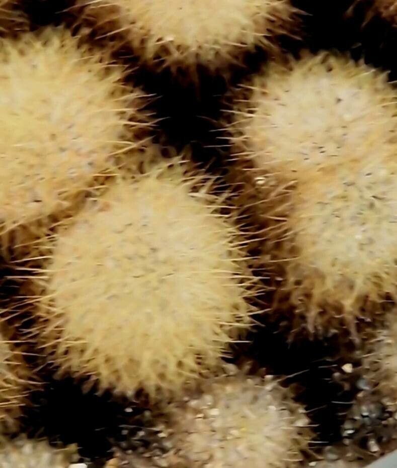 Parodia lenninghausii leaf