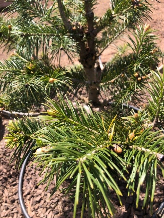 Abies spectabilis — search result for 'Pinaceae'