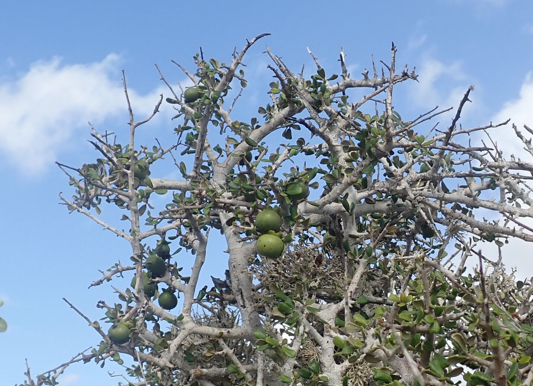 Diospyros nidiformis habit
