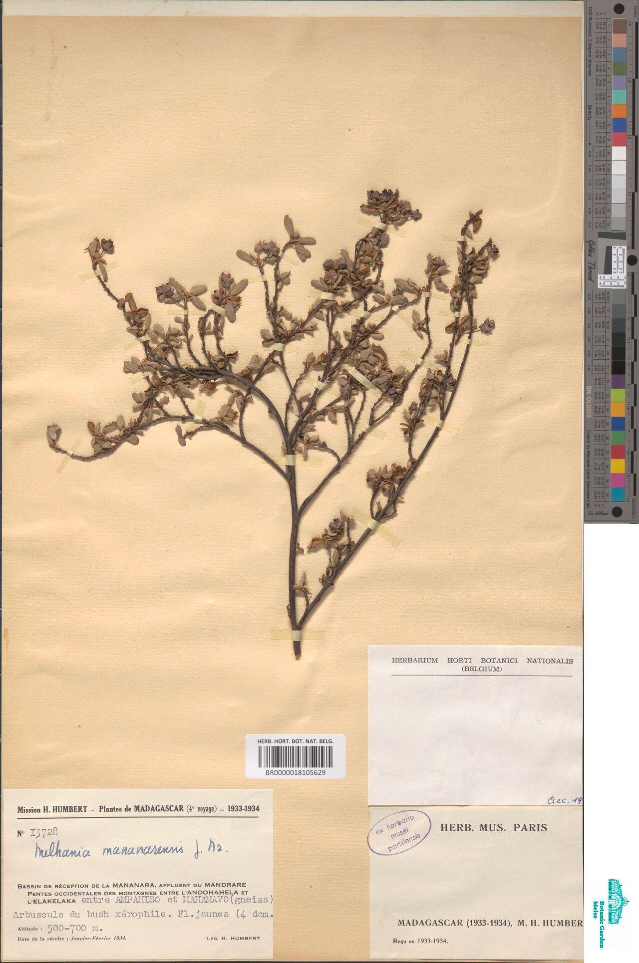 Melhania mananarensis — houseplant care guide