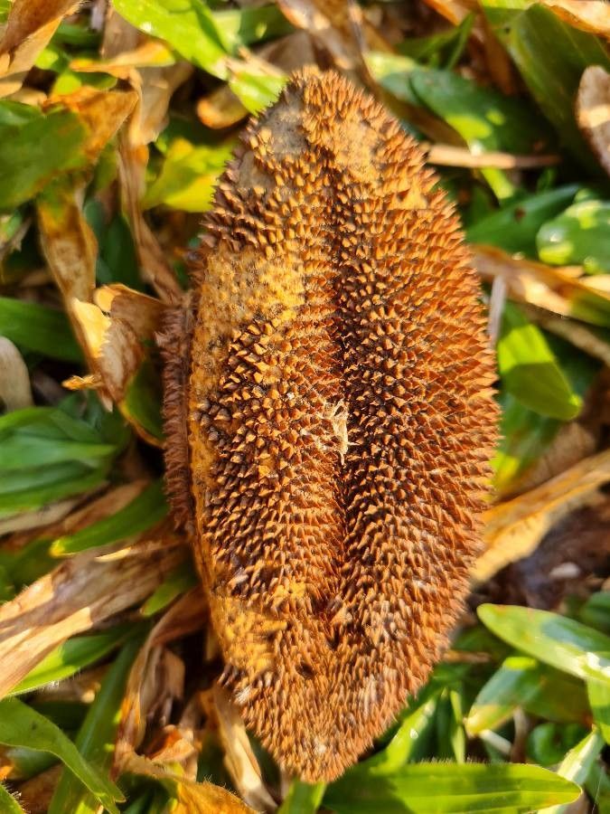 Amphilophium crucigerum fruit