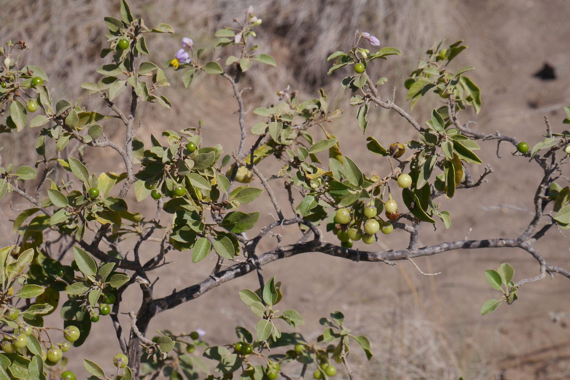Solanum somalense — houseplant care guide