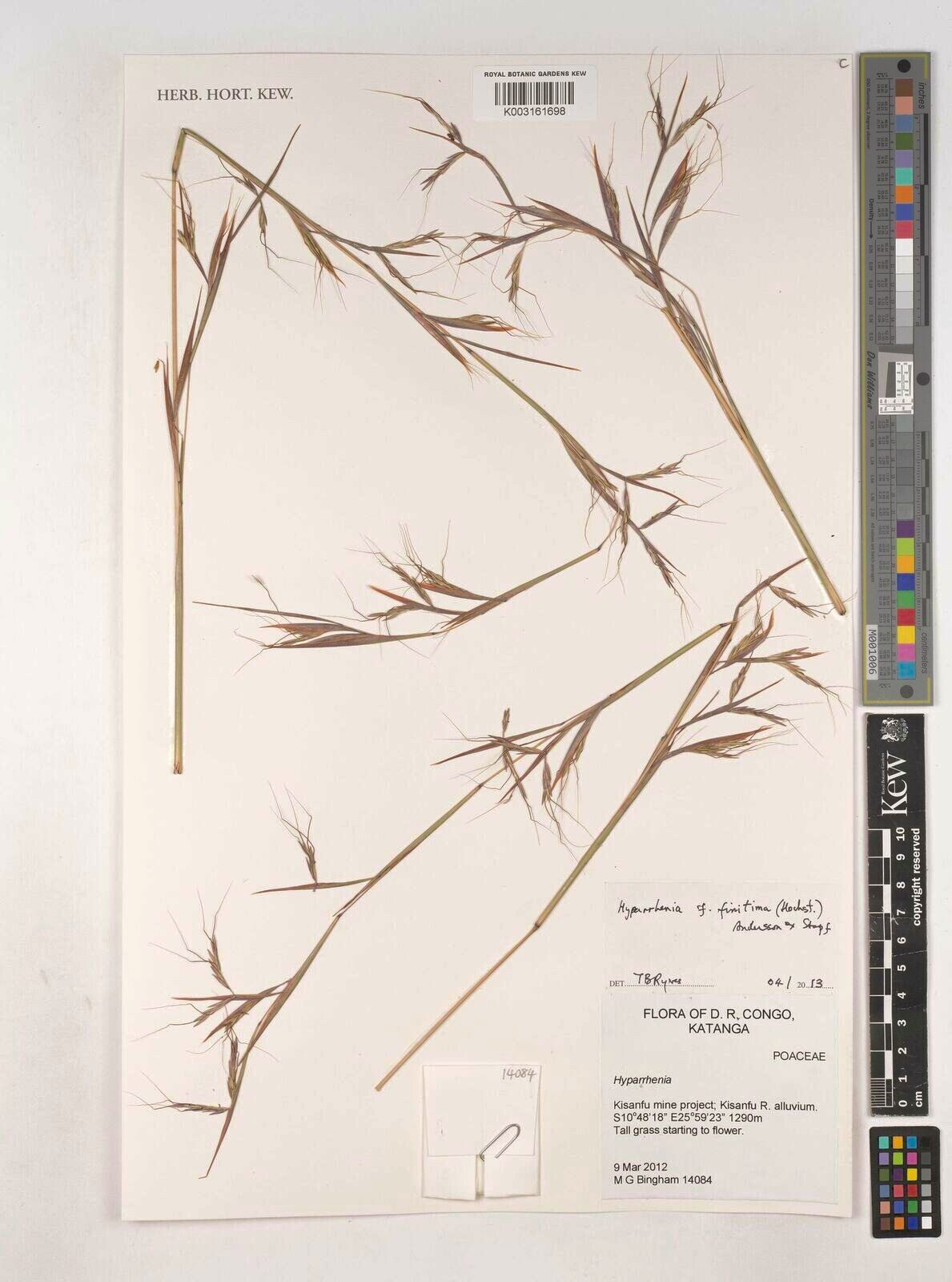 Hyparrhenia finitima — houseplant care guide