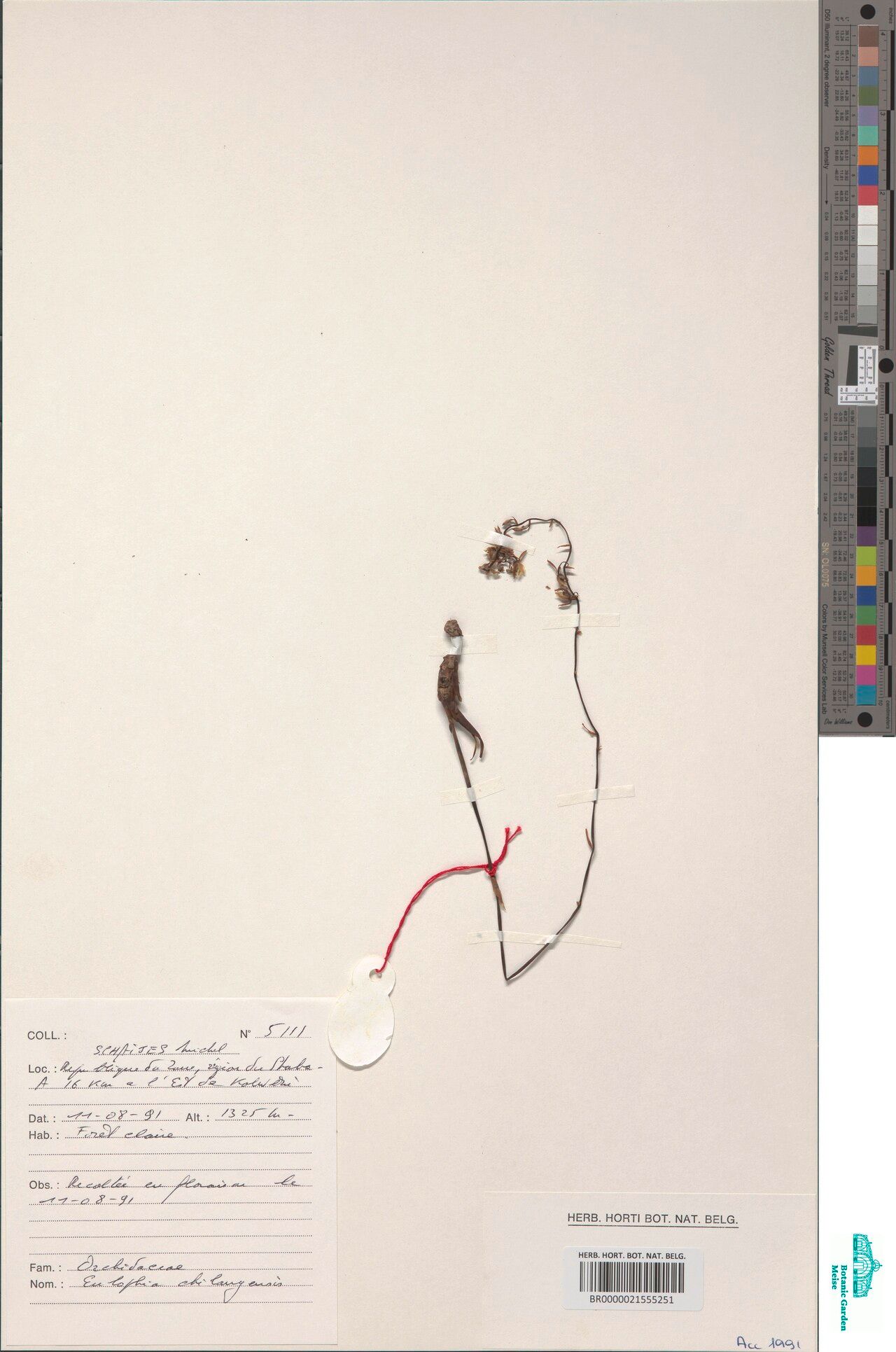 Eulophia chilangensis — houseplant care guide