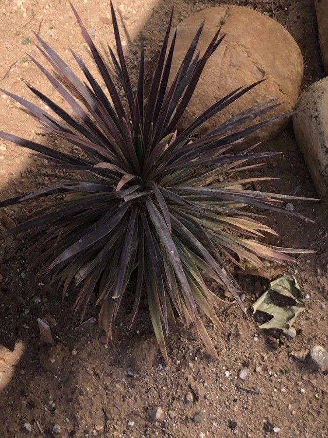 Yucca de-smetiana — search result for 'Yucca'