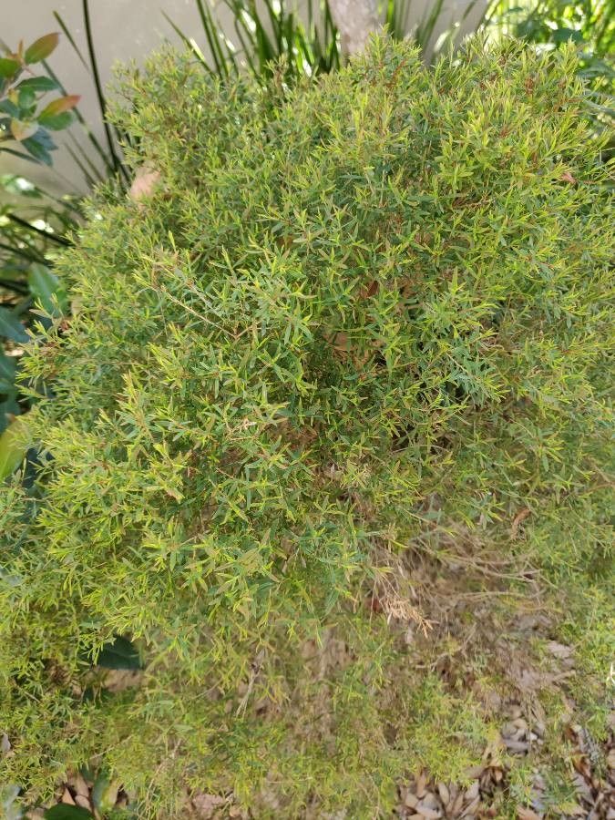 Beyeria lechenaultii habit