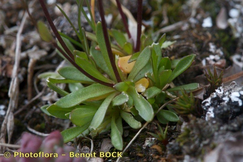 Draba fladnizensis other