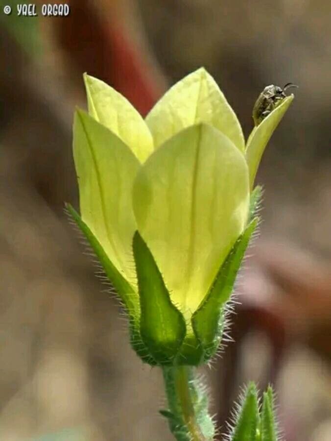 Campanula sulphurea flower