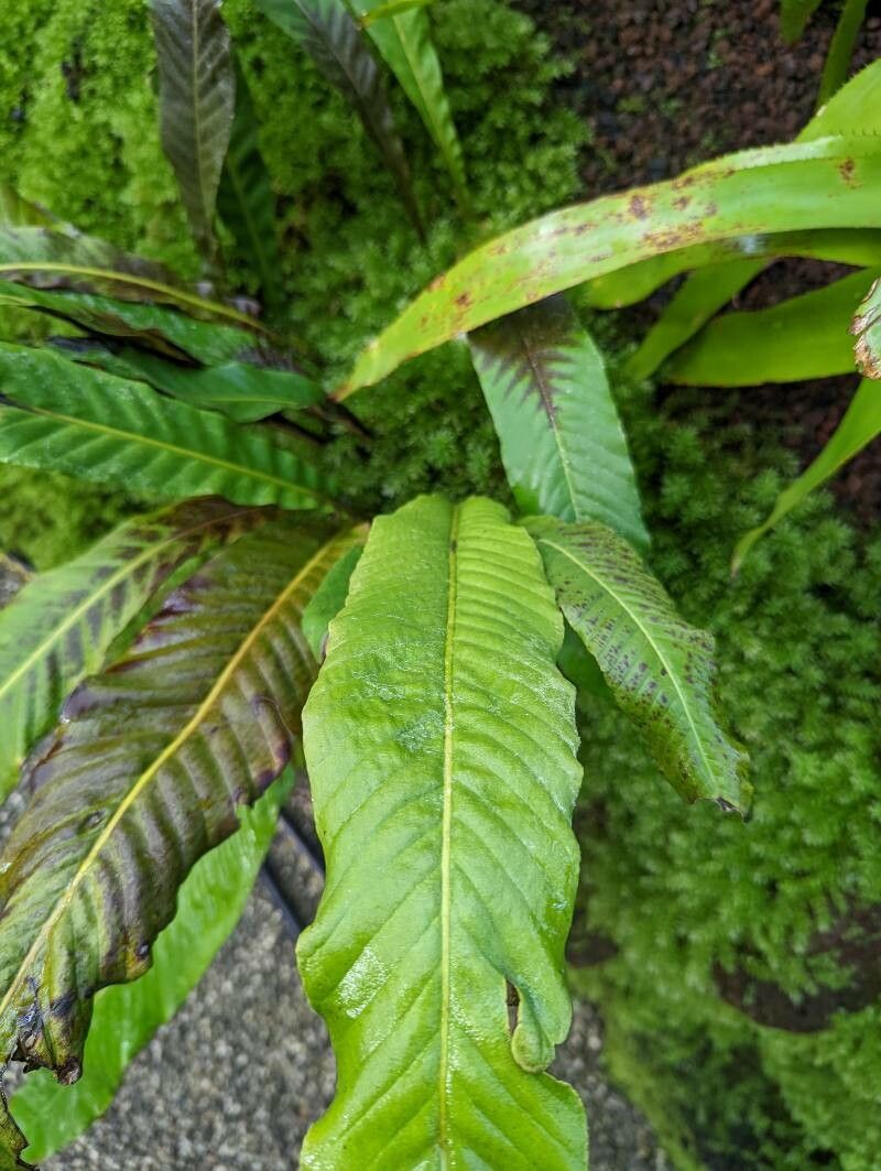 Pyrrosia porosa leaf