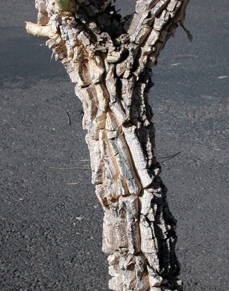 Asclepias erosa bark