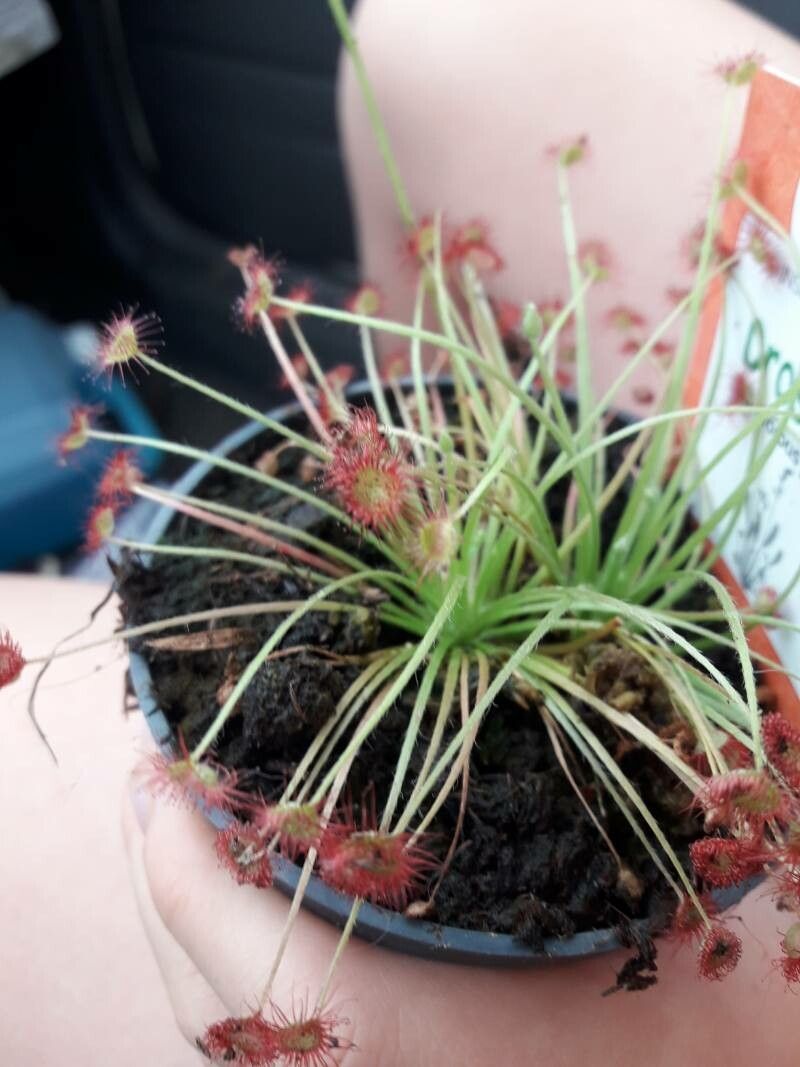 Drosera paradoxa — search result for 'Drosera'