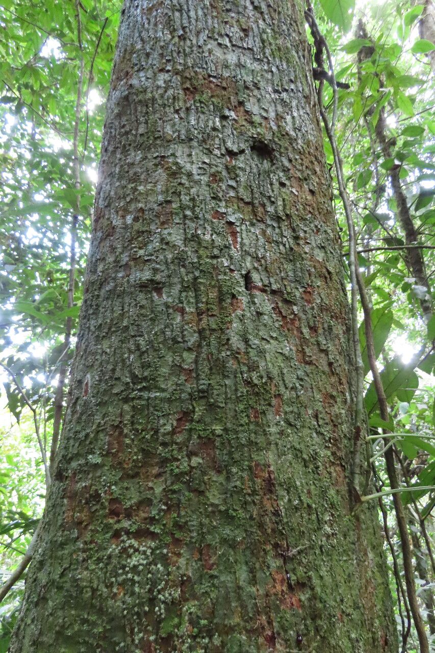 Virola koschnyi bark