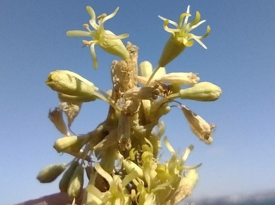 Silene exaltata flower