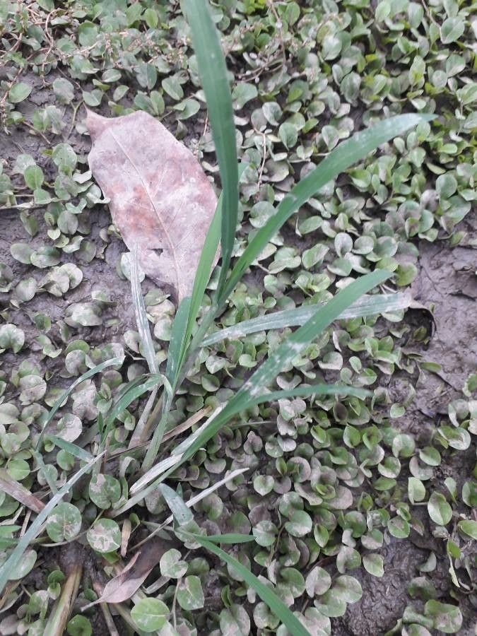 Paspalum setaceum — search result for 'Paspalum'