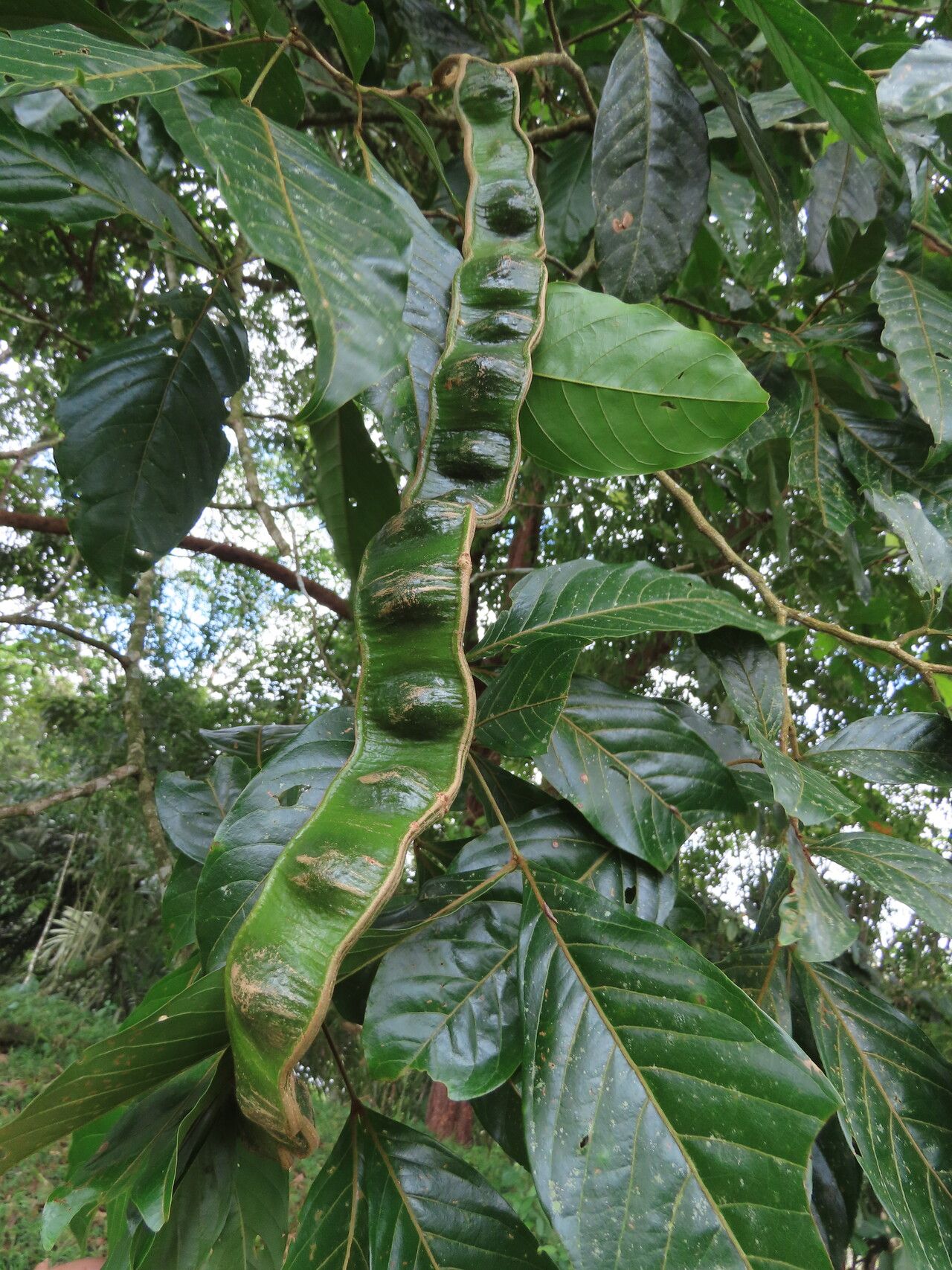 Inga laevigata fruit