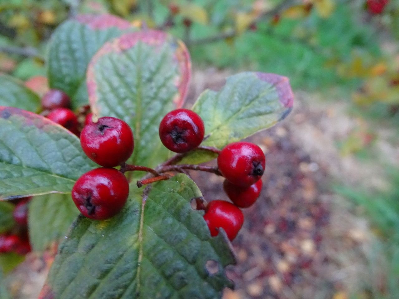 Cotoneaster rehderi fruit