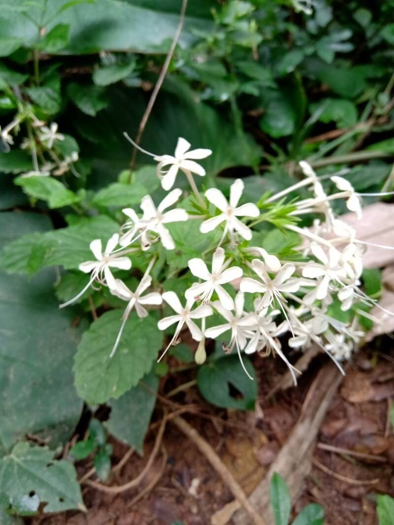 Clerodendrum calamitosum flower