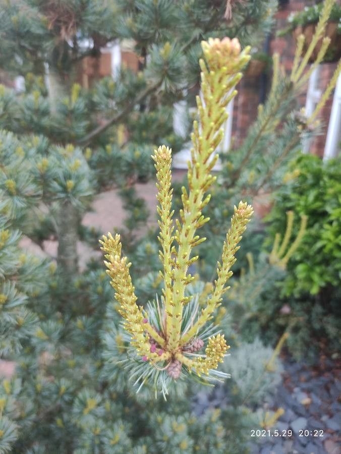 Pinus parviflora flower