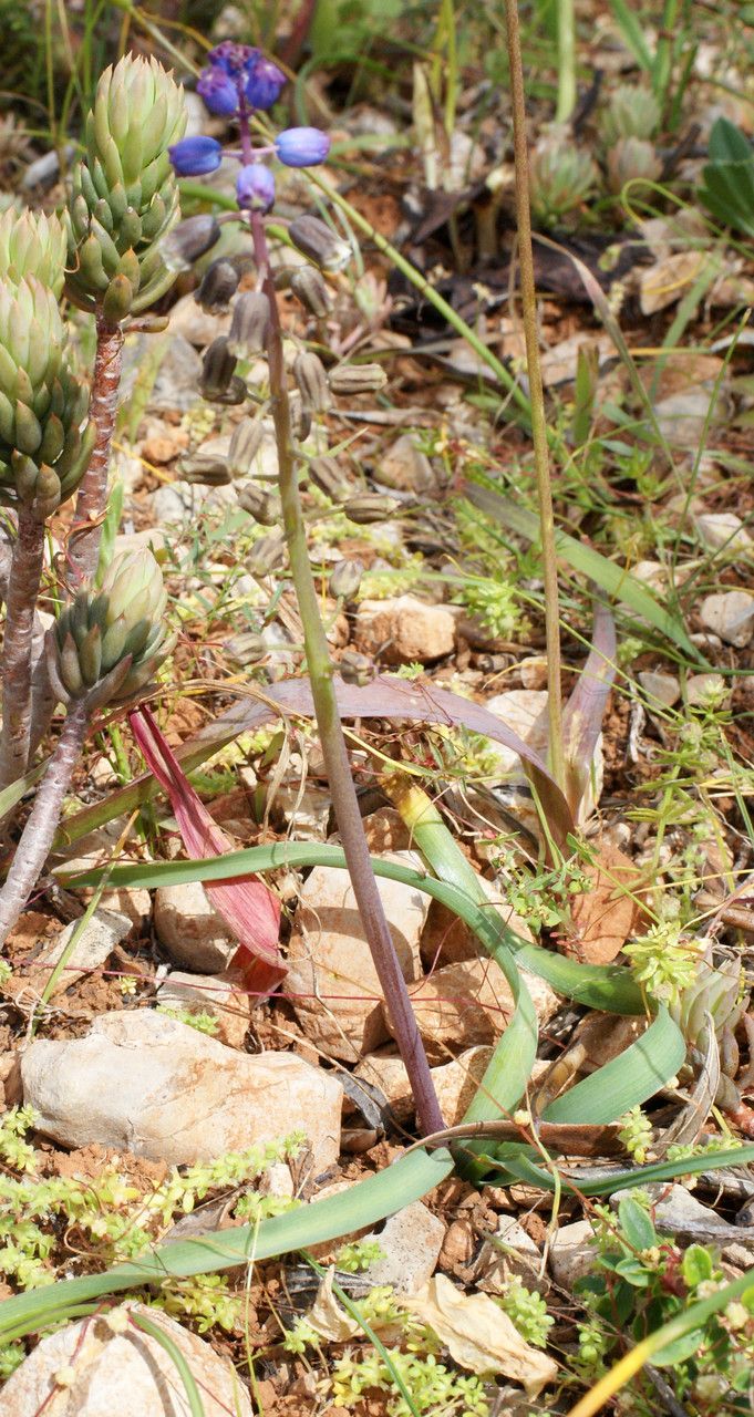 Bellevalia hackelli habit