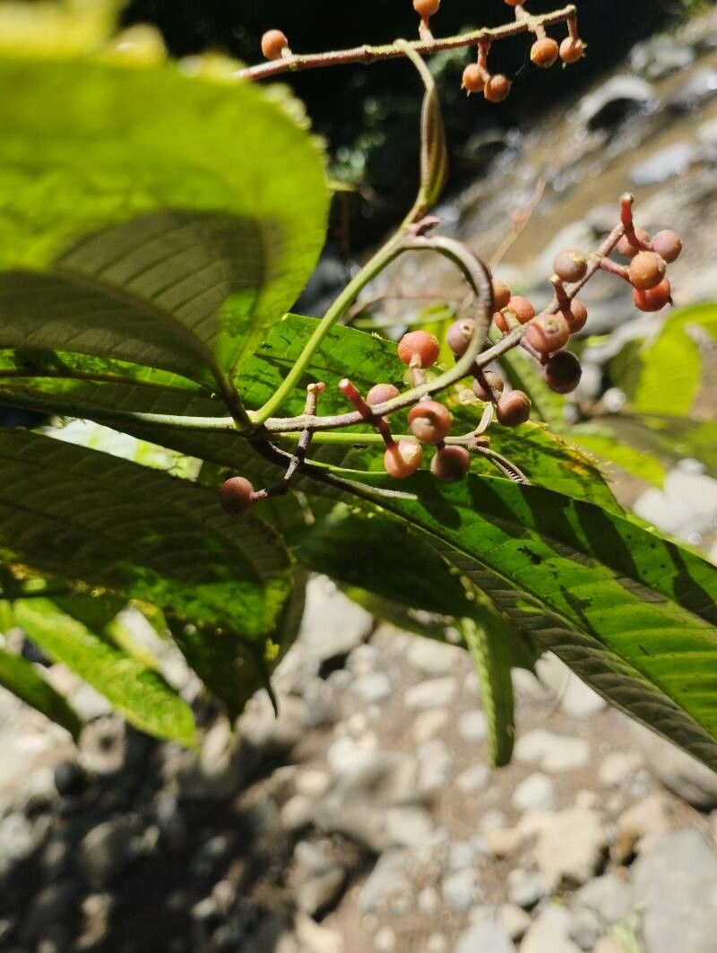 Miconia gracilis — houseplant care guide
