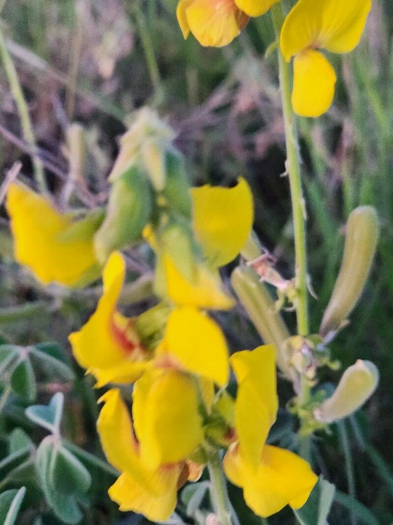 Crotalaria goodiiformis fruit