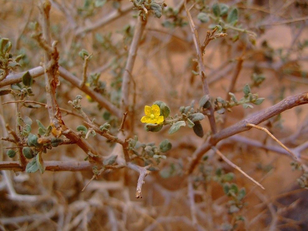 Helianthemum ellipticum — houseplant care guide