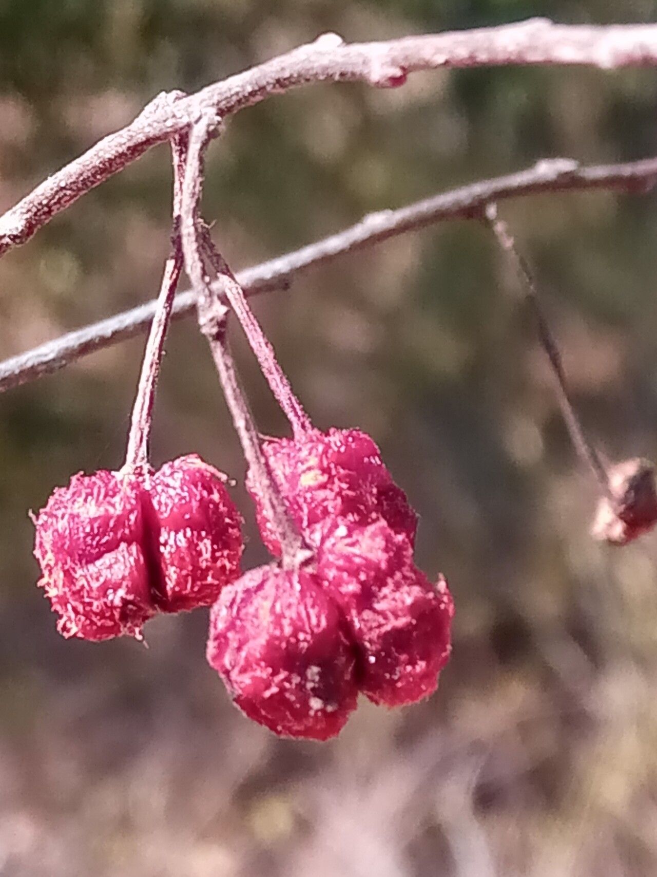 Grewia humbertii fruit